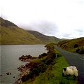 Sheep at Doolough in Mayo